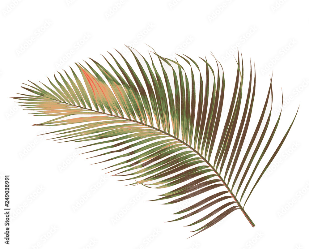 Fototapeta premium concept summer with green palm leaf from tropical . frond floral leaves branches tree isolated on white pattern background. flat lay, top view.