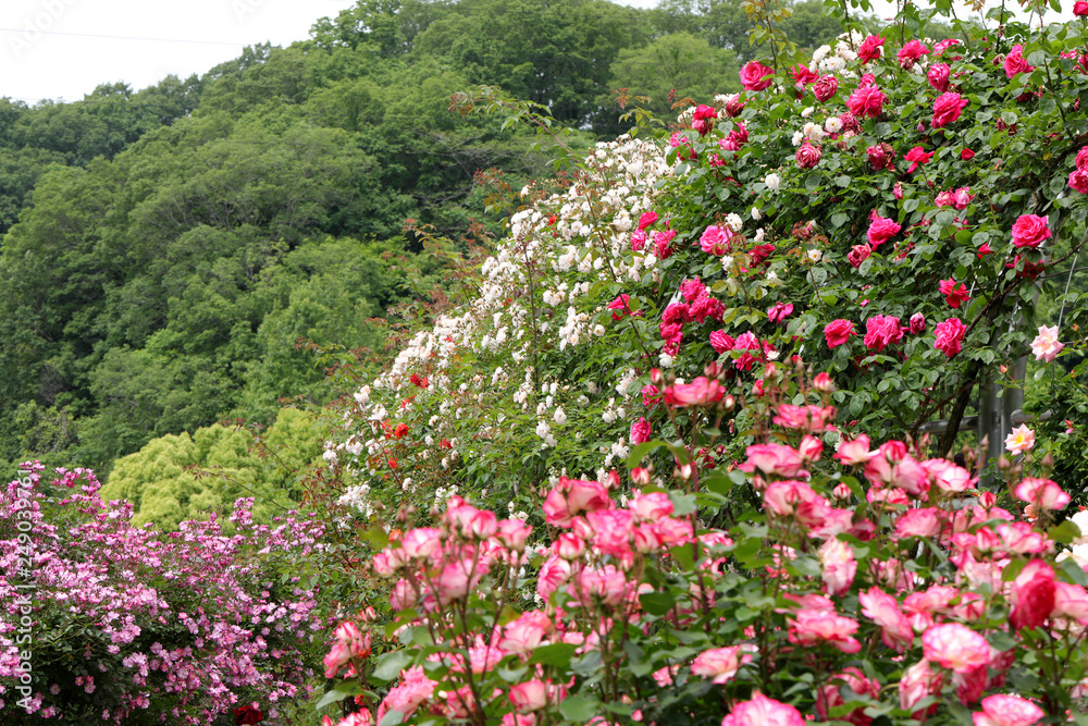 ばら園 薔薇ガーデン ばら公園 薔薇 バラ ばら ばら園 薔薇ガーデン ばら公園 薔薇 バラ ばら