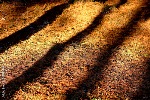 Shadows from pine trunks in the forest at sunset