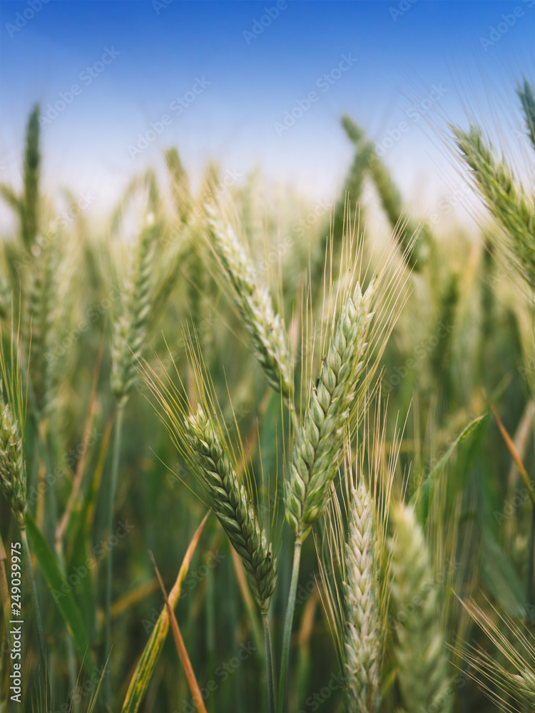 Green ear of wheat in the field, harvest, countryside Green ear of wheat in the field, harvest, countryside