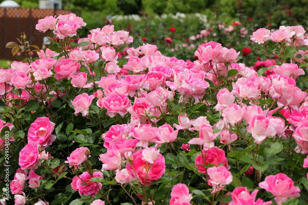 ばら園　薔薇ガーデン　ばら公園　薔薇　バラ　ばら