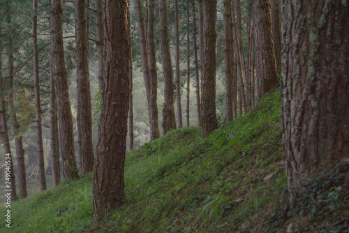 Wallpaper Mural path in the forest Torontodigital.ca