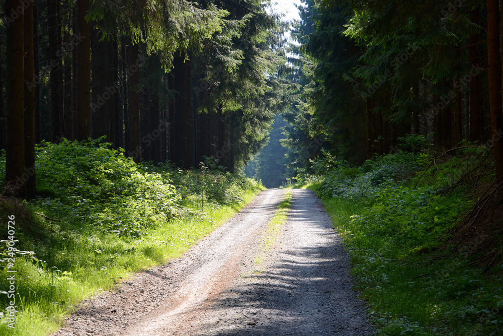 Waldweg Waldweg
