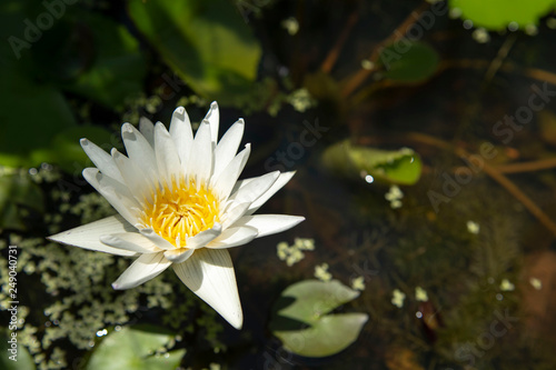 A beautiful white lotus background