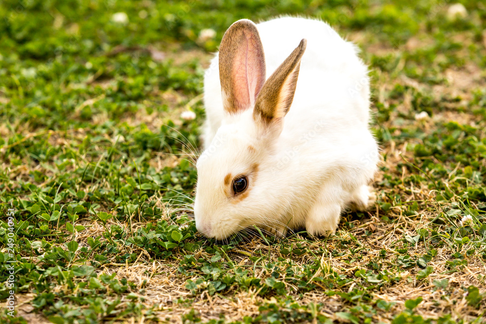 Farm animal. little white rabbit (Oryctolagus cuniculus) sitting on the green grass Farm animal. little white rabbit (Oryctolagus cuniculus) sitting on the green grass