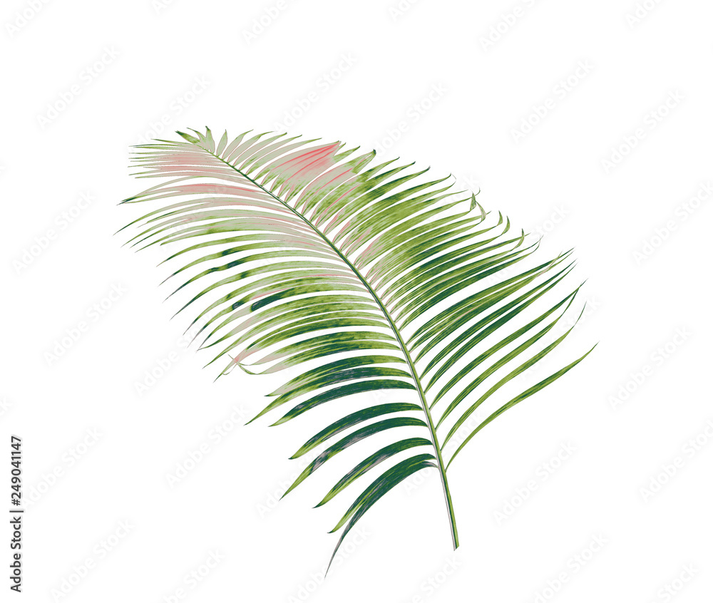 concept summer with green palm leaf from tropical . frond floral leaves branches tree isolated on white pattern background. flat lay, top view. concept summer with green palm leaf from tropical . frond floral leaves branches tree isolated on white pattern background. flat lay, top view.
