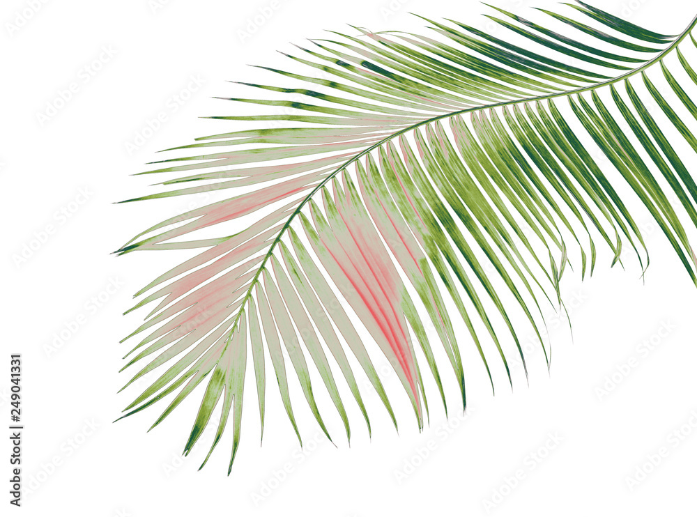 concept summer with green palm leaf from tropical . frond floral leaves branches tree isolated on white pattern background. flat lay, top view.