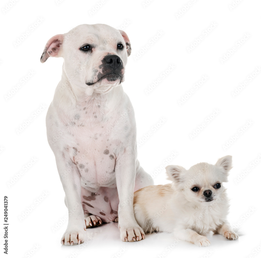 staffordshire bull terrier and chihuahua