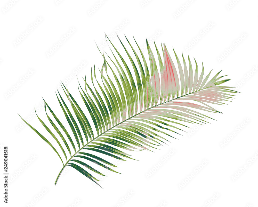 Obraz premium concept summer with green palm leaf from tropical . frond floral leaves branches tree isolated on white pattern background. flat lay, top view.