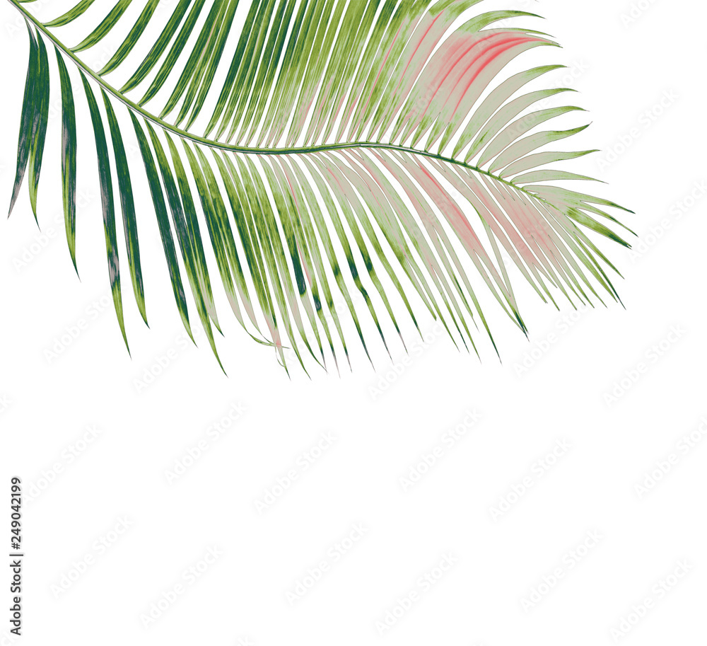 Obraz premium concept summer with green palm leaf from tropical . frond floral leaves branches tree isolated on white pattern background. flat lay, top view.