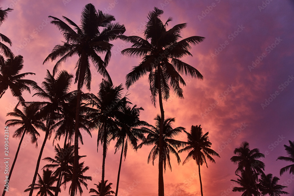 Tropical palms and the sky. Sri-Lanka. Amazing sunset and beautiful view. 