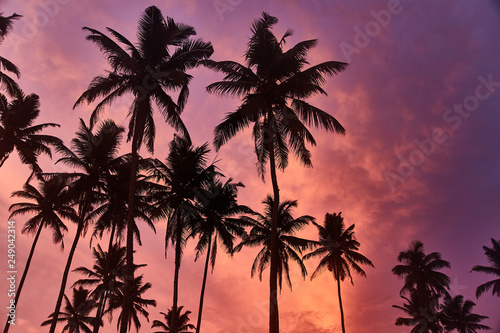 Tropical palms and the sky. Sri-Lanka. Amazing sunset and beautiful view. 