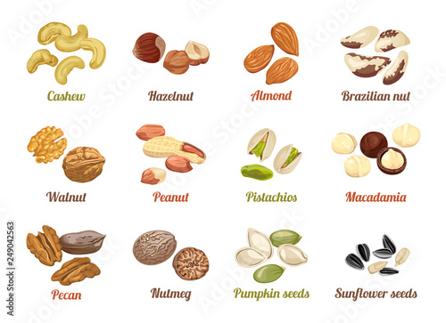 Set of named vector icons nuts and seeds. Cashew, hazelnut, almond, brazil nut, walnut, peanut, pistachios, macadamia, pecan, nutmeg, pumpkin seeds, sunflower seeds. Illustration in flat style.