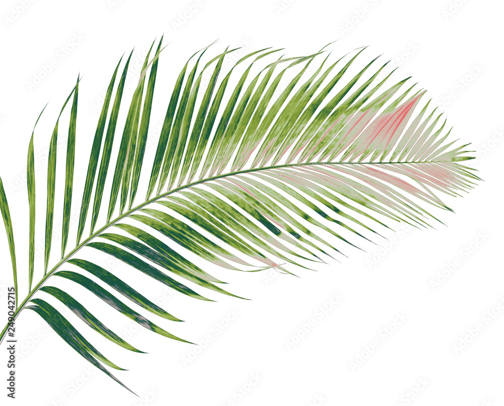 Obraz premium concept summer with green palm leaf from tropical . frond floral leaves branches tree isolated on white pattern background. flat lay, top view.