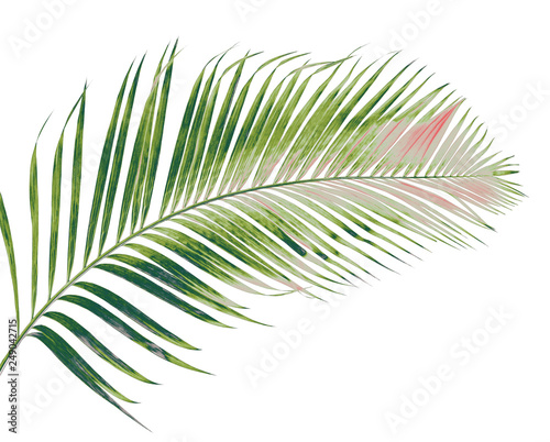 Fototapeta Naklejka Na Ścianę i Meble -  concept summer with green palm leaf from tropical . frond floral leaves branches tree isolated on white pattern background. flat lay, top view.