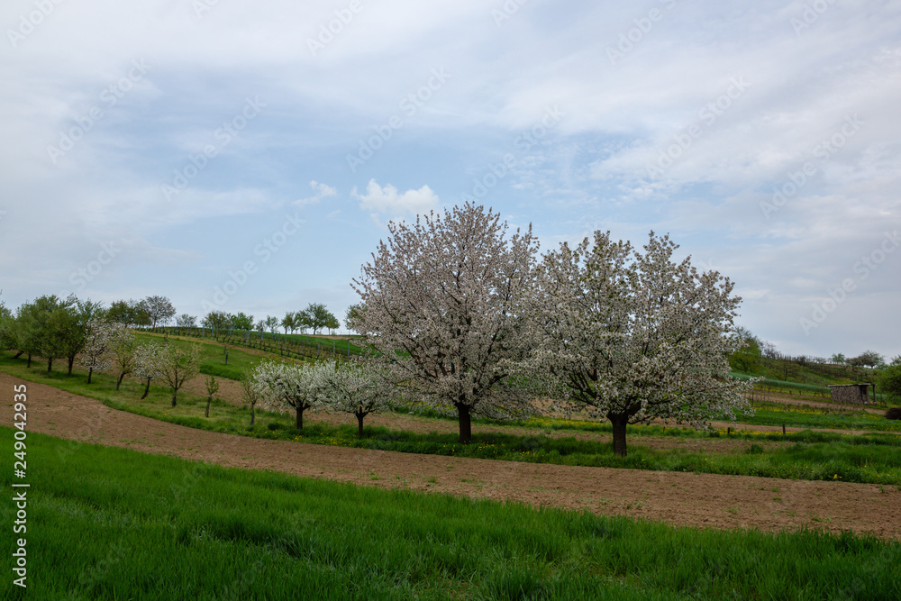 Blooming trees on the fields in Moravia.near Mistrin, Czech Republic Blooming trees on the fields in Moravia.near Mistrin, Czech Republic