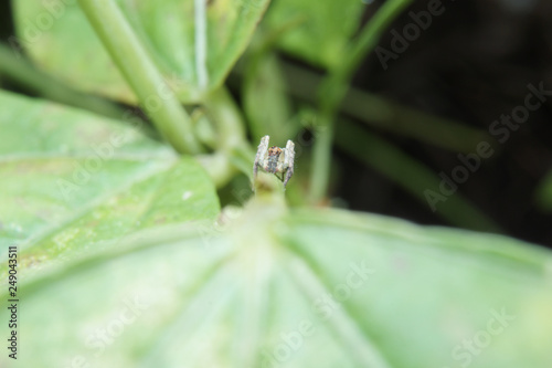 Macro of tiny spider on green leaf in nature habitat. 
