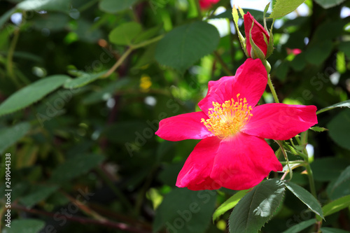 薔薇の花　ばらの花　バラの花　ばら　薔薇　バラ © tenboh siyaraku