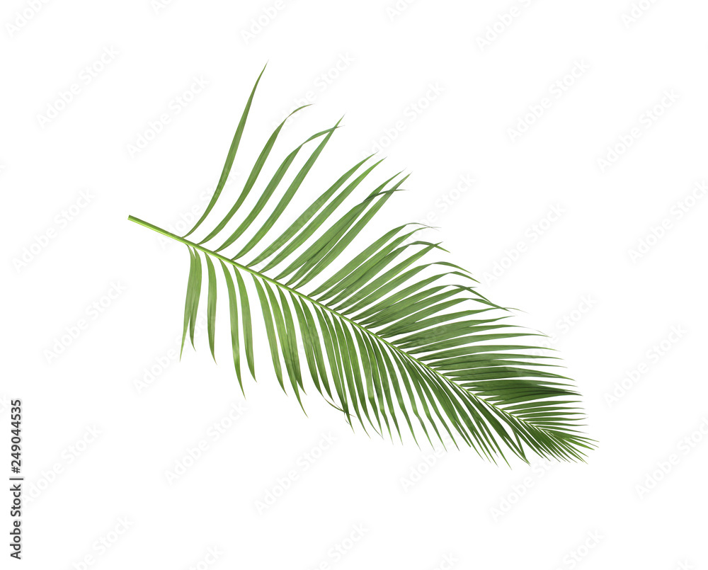 concept summer with green palm leaf from tropical . frond floral leaves branches tree isolated on white pattern background. flat lay, top view. concept summer with green palm leaf from tropical . frond floral leaves branches tree isolated on white pattern background. flat lay, top view.