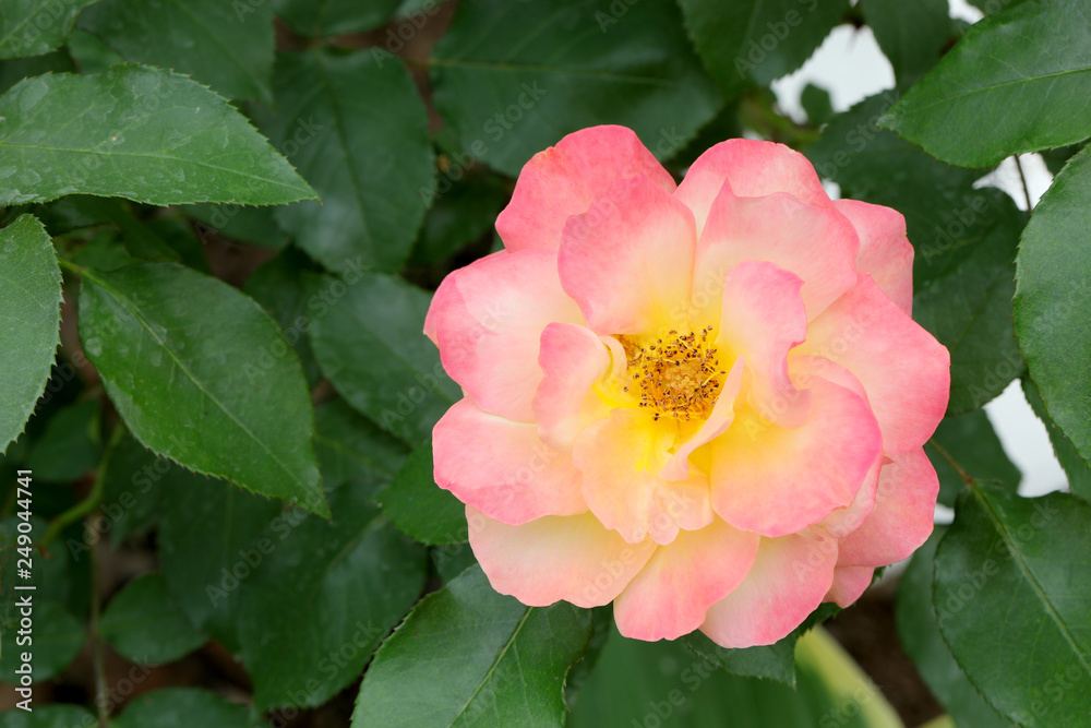 薔薇の花 ばらの花 バラの花 ばら 薔薇 バラ 薔薇の花 ばらの花 バラの花 ばら 薔薇 バラ