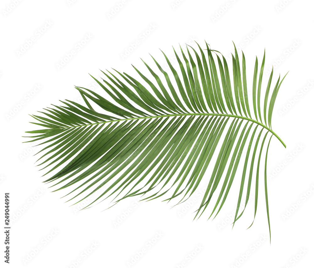 concept summer with green palm leaf from tropical . frond floral leaves branches tree isolated on white pattern background. flat lay, top view. concept summer with green palm leaf from tropical . frond floral leaves branches tree isolated on white pattern background. flat lay, top view.
