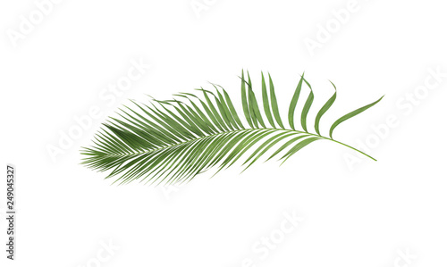 concept summer with green palm leaf from tropical . frond floral leaves branches tree isolated on white pattern background. flat lay, top view.