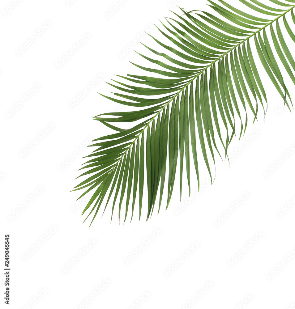 Naklejka premium koncepcja lato z zielonym liściem palmowym z tropiku. liść paproci lub liści gałęzi drzewa na białym tle na tle biały wzór. płaski układ, widok z góry.