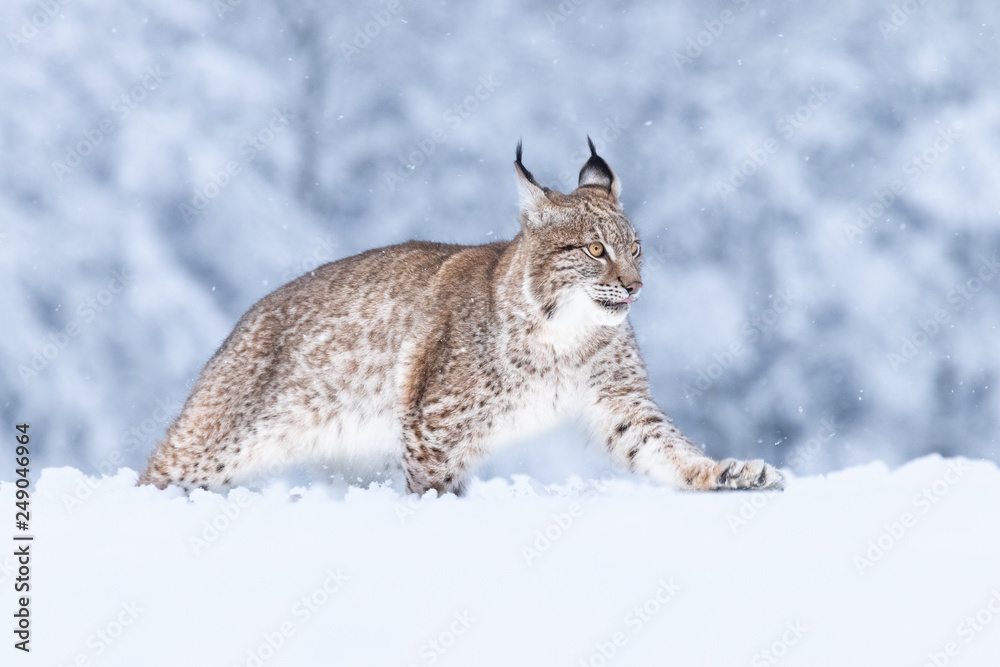 Young Eurasian lynx on snow. Amazing animal, running freely on snow covered meadow on cold day. Beautiful natural shot in original and natural location. Cute cub yet dangerous and endangered predator. Young Eurasian lynx on snow. Amazing animal, running freely on snow covered meadow on cold day. Beautiful natural shot in original and natural location. Cute cub yet dangerous and endangered predator.
