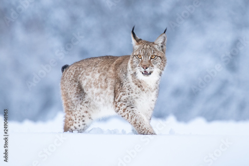 Young Eurasian lynx on snow. Amazing animal, running freely on snow covered meadow on cold day. Beautiful natural shot in original and natural location. Cute cub yet dangerous and endangered predator.