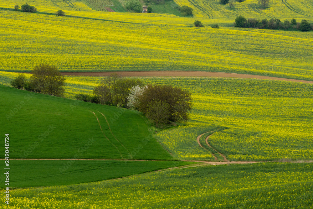 Obraz premium Rape fields in Moravia.near Mistrin, Czech Republic