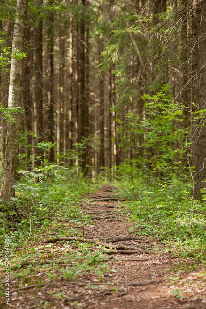 Obraz premium Coniferous forest at summer day