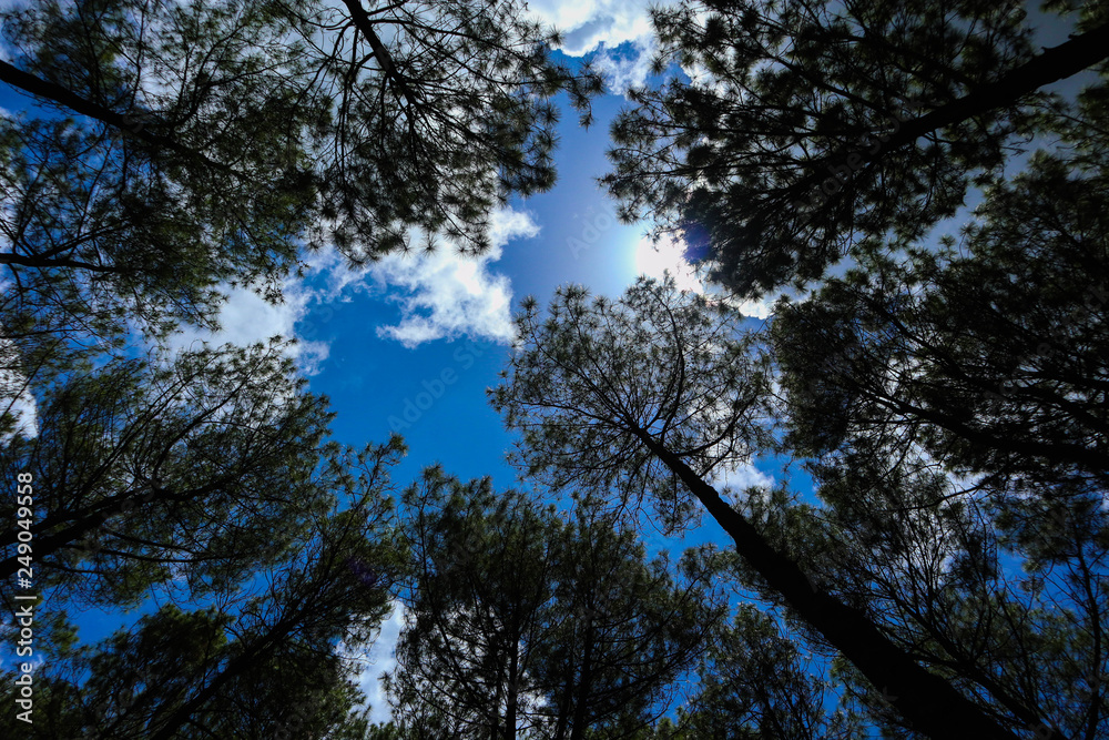 pine trees and blue sky 3