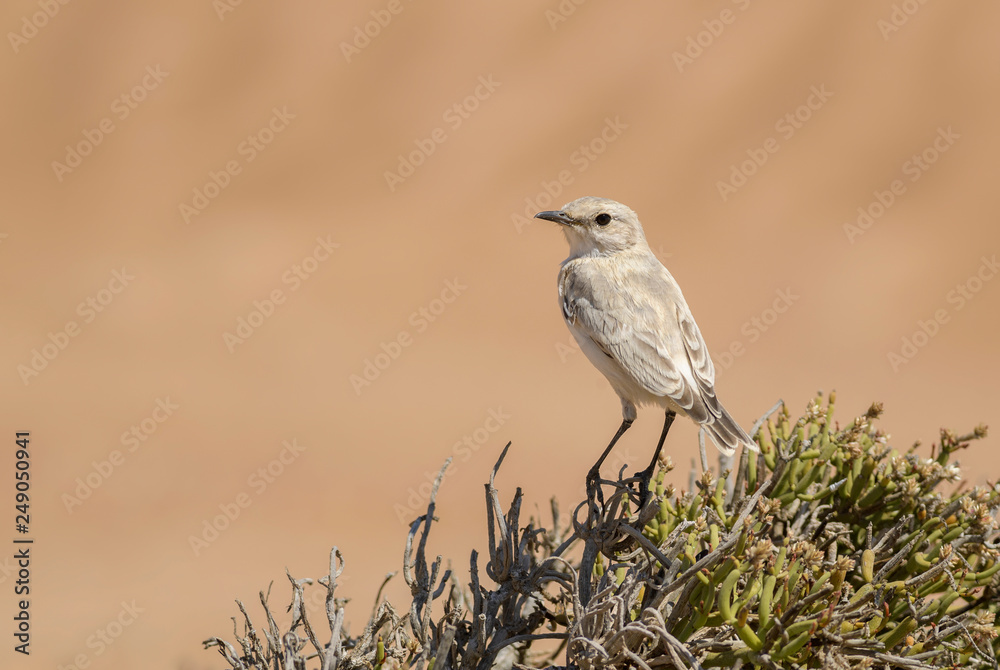 Tractrac Chat - Cercomela tractrac, beautiful perching bird from southern Africa, Namib desert, Walvis Bay, Namibia. Tractrac Chat - Cercomela tractrac, beautiful perching bird from southern Africa, Namib desert, Walvis Bay, Namibia.