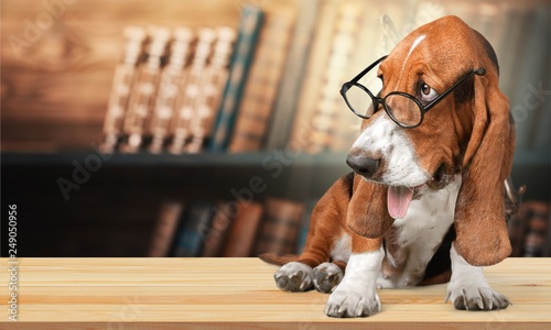 Basset Hound Using a Laptop Computer and Wearing Glasses