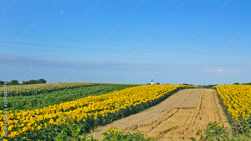Field of sunflowers and wheat