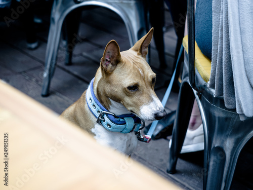 dog sitting at wooden table outdoor restaurant waiting to eat feed by people is a pet owner © Digital Mammoth