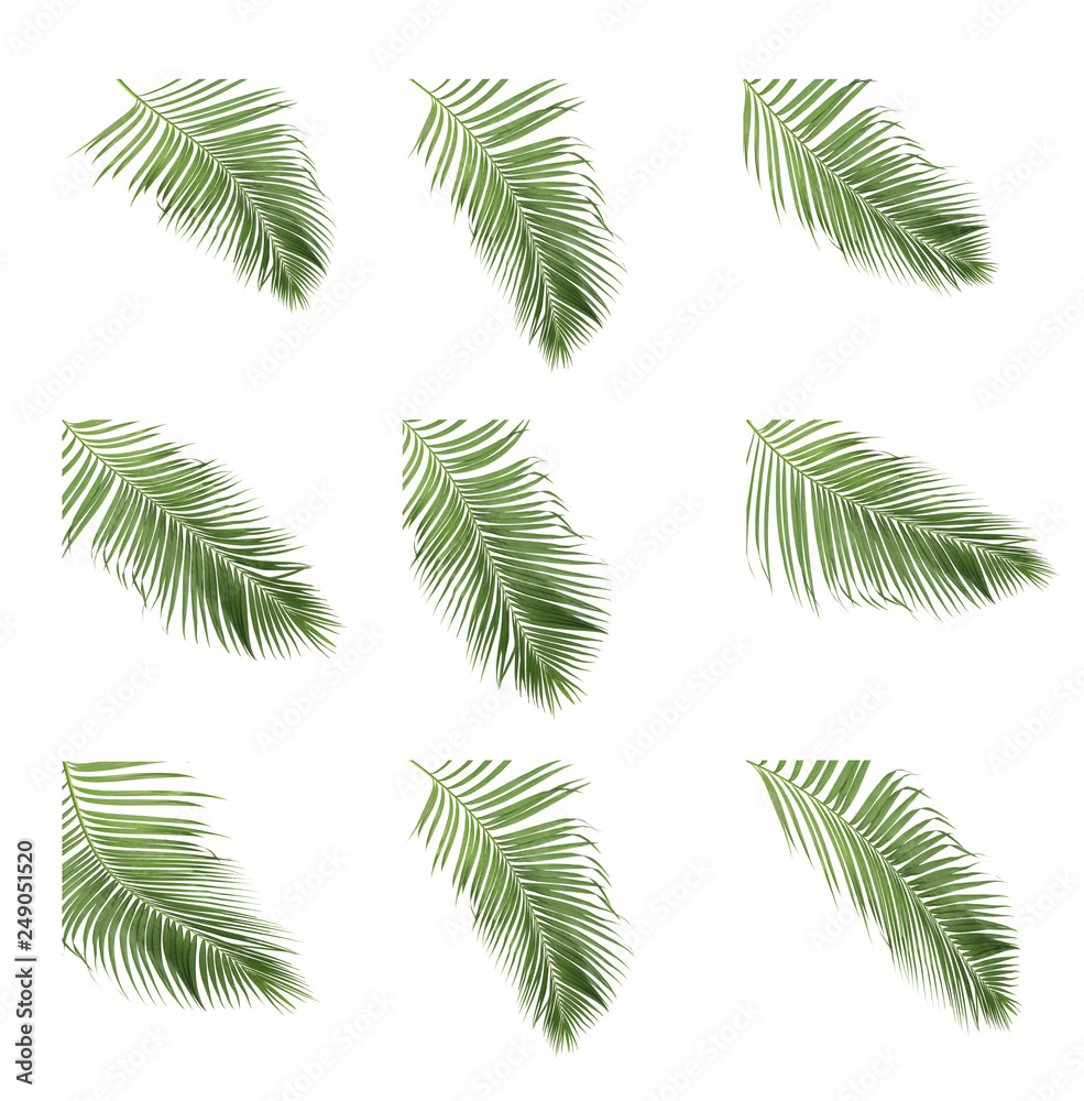Set of coconut frond and palm leaf tree isolated on white background Set of coconut frond and palm leaf tree isolated on white background