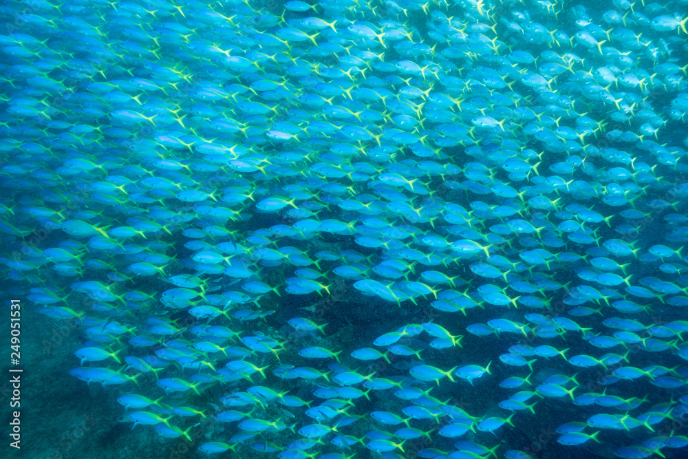 Fototapeta premium School of Yellow back fusilier fish (Caesio teres ) at coral reef, Indonesia