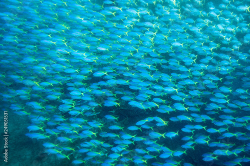 School of Yellow back fusilier fish (Caesio teres ) at coral reef, Indonesia