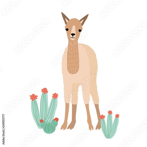 Lovely llama, cria or alpaca isolated on white background. Cute funny wild So...