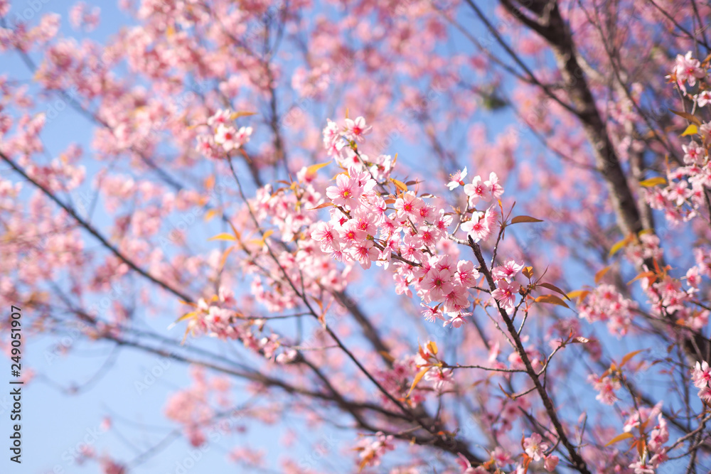 Wild Himalayan Cherry Blossoms in spring season, Prunus cerasoides, Pink Sakura Flower For the background Wild Himalayan Cherry Blossoms in spring season, Prunus cerasoides, Pink Sakura Flower For the background