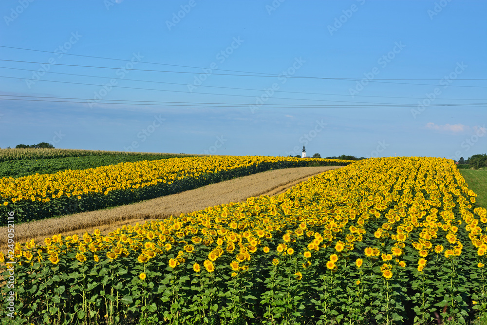 Field of sunflowers and wheat