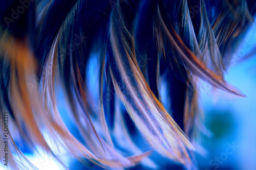 chicken feathers in darktone and blur style for background