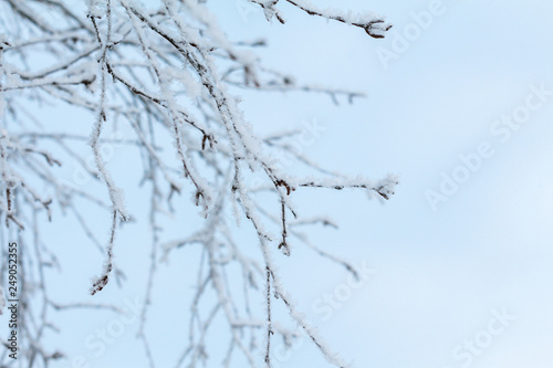 thin long bare birch branches in winter  covered with snow and frost against the blue sky