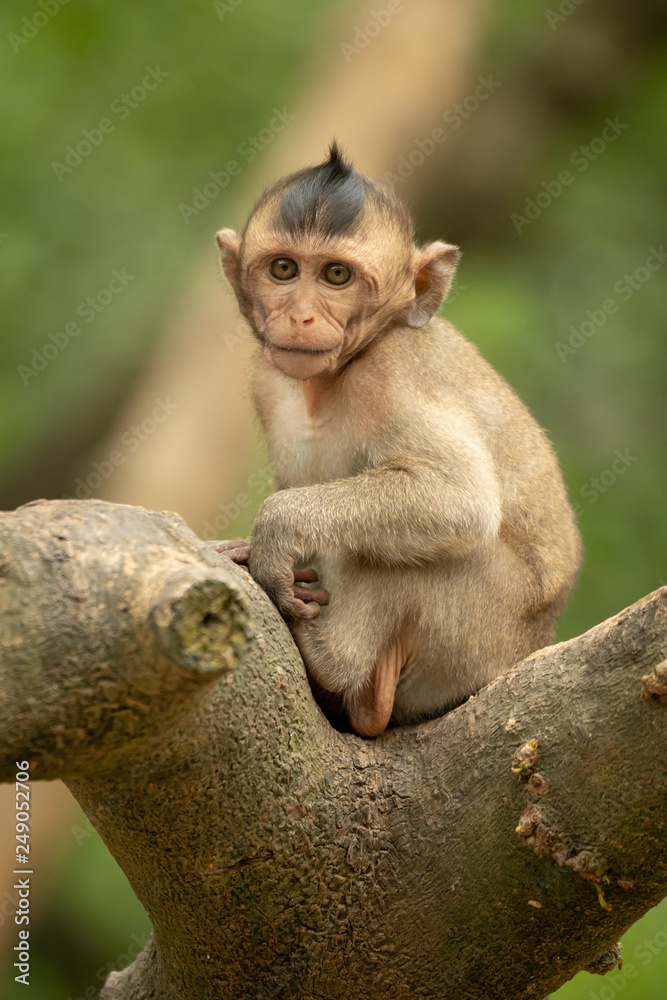 Baby long-tailed macaque faces camera on branch Baby long-tailed macaque faces camera on branch