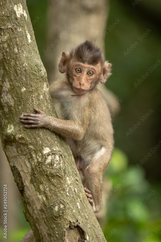 Baby long-tailed macaque facing camera on tree Baby long-tailed macaque facing camera on tree