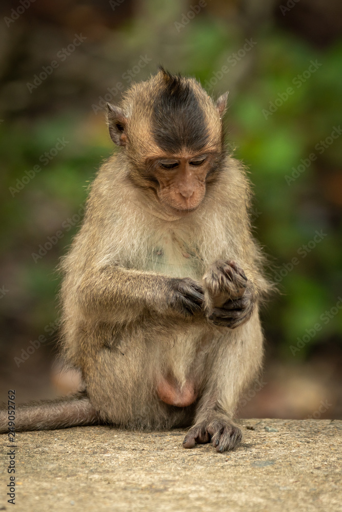 Baby long-tailed macaque grooms foot on wall Baby long-tailed macaque grooms foot on wall
