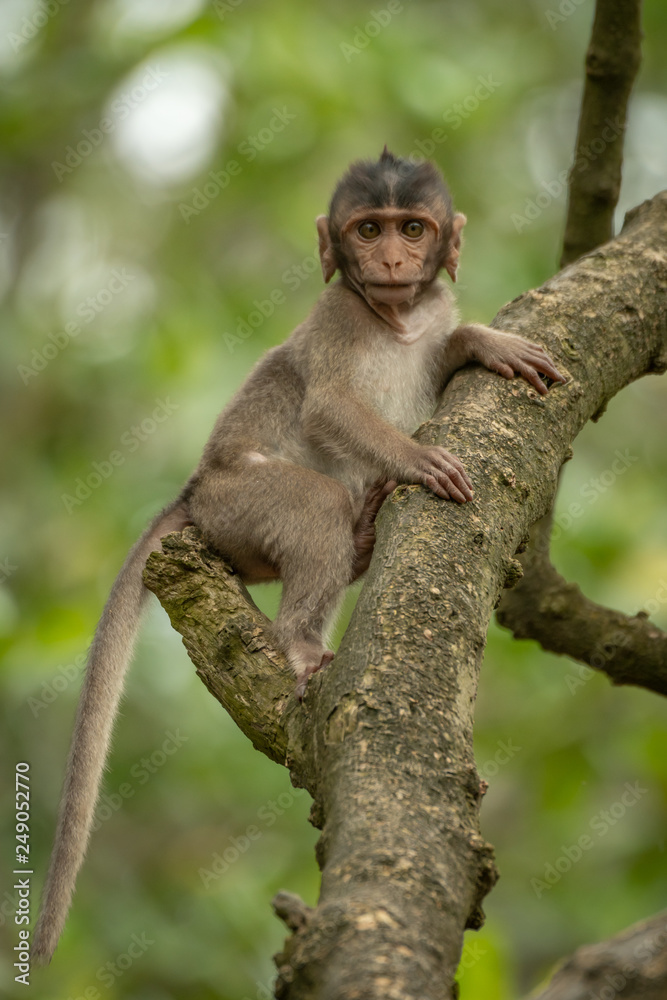 Baby long-tailed macaque in branches facing camera Baby long-tailed macaque in branches facing camera