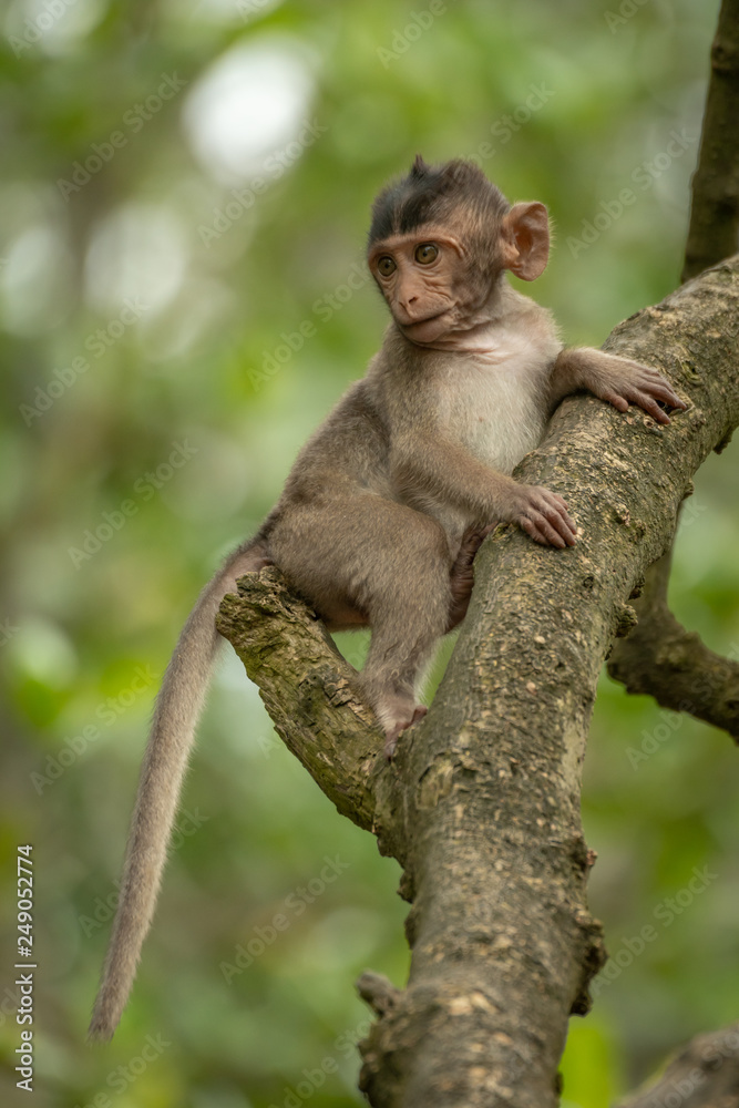 Baby long-tailed macaque in tree looking down Baby long-tailed macaque in tree looking down