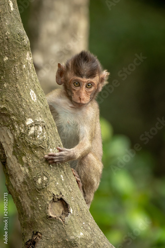 Baby long-tailed macaque faces camera on tree